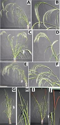 Panicle Angle is an Important Factor in Tef Lodging Tolerance